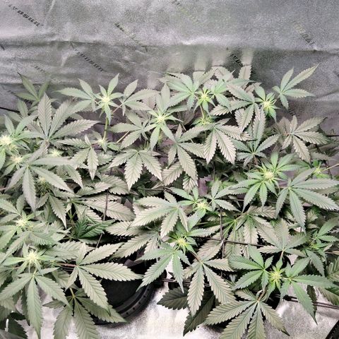 Growlog-Foto von LSD Autoflower: Fertilizer 8 week of life looking good
PH 6.4
Ppm 1170
Ec 2340