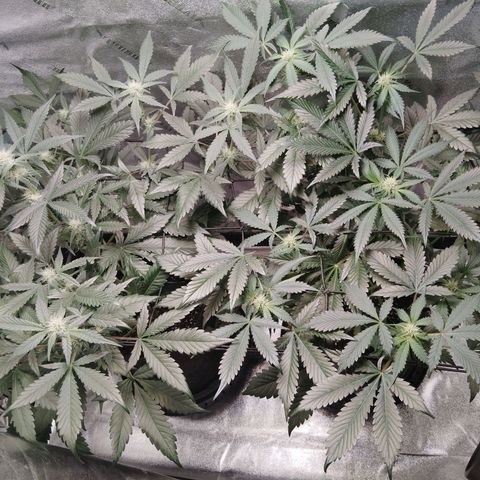 Growlog-Foto von LSD Autoflower: 10 ml silica
2 gallon of rain water
PH 6.5 