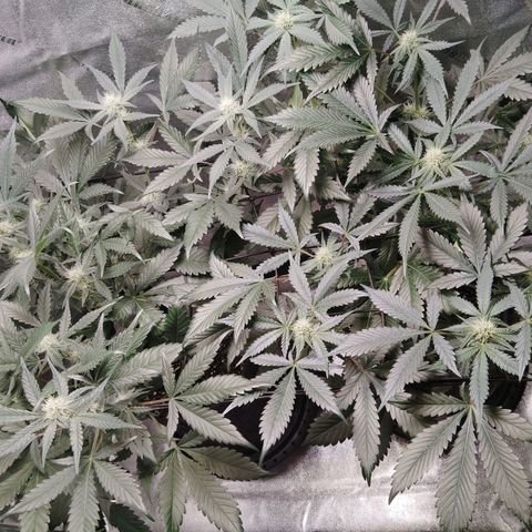 Growlog-Foto von LSD Autoflower: Week 9 of life looking good 