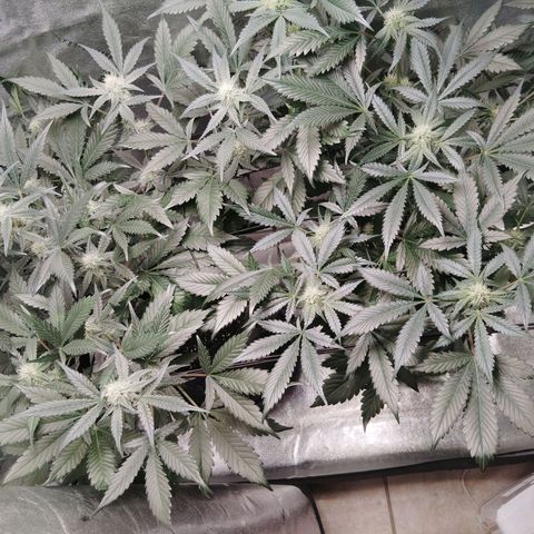 Growlog-Foto von LSD Autoflower: 2 gallon of rain water
10 ml silica
PH 6.5 