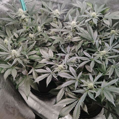 Growlog-Foto von LSD Autoflower: Fertilizer week 10
PH 6.5 