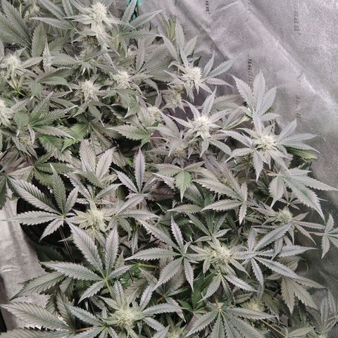 Growlog-Foto von LSD Autoflower: Week 10
10 ml silica
PH 6.8