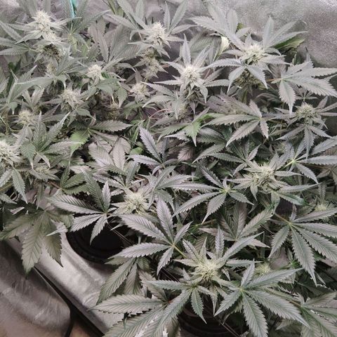 Growlog-Foto von LSD Autoflower: Week 10
PH 6.7
Temp 74.7
Humidity 46%