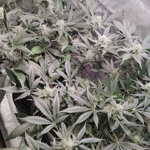 LSD Autoflower growlog photo: 2 gallon of rain water
10 ml silica
PH 6.8