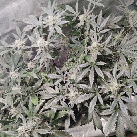 LSD Autoflower growlog photo: Week 11 