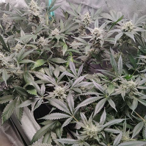 LSD Autoflower growlog photo: 2 gallon of rain water
1 tsp molasses 