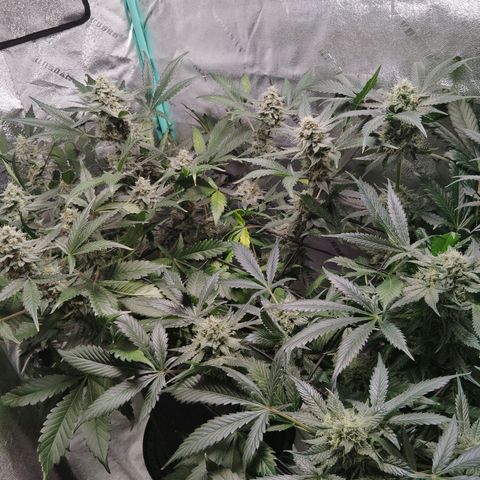 LSD Autoflower growlog photo: Week 12
PH 6.7
Temp 73.6
Humidity 47%