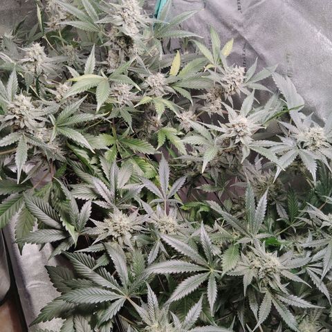 LSD Autoflower growlog photo: 12 week of life
Looking good 