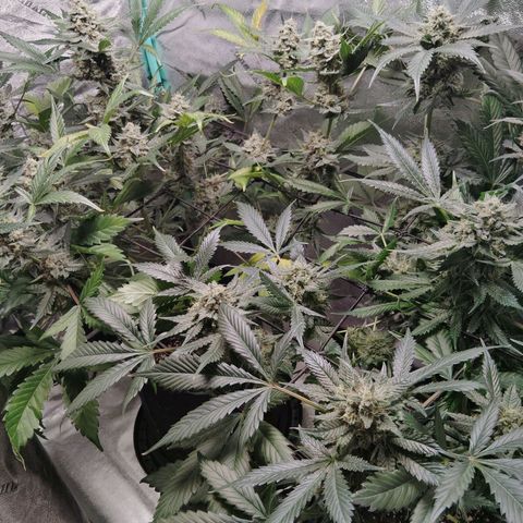 LSD Autoflower growlog photo: LSD 12 week of life she got like 2 weeks left plant look good and healthy 