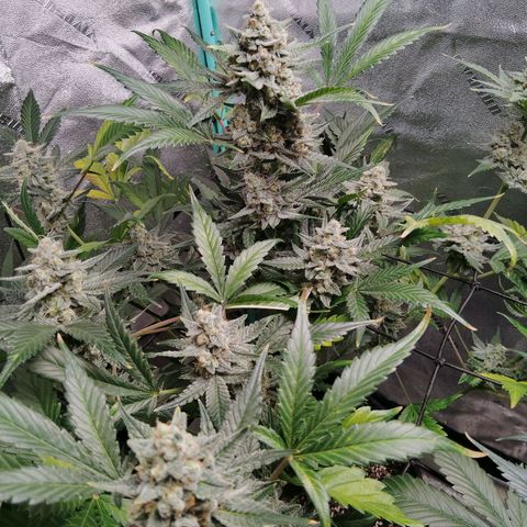 LSD Autoflower growlog photo: Week 12 star flushing this weekend 
