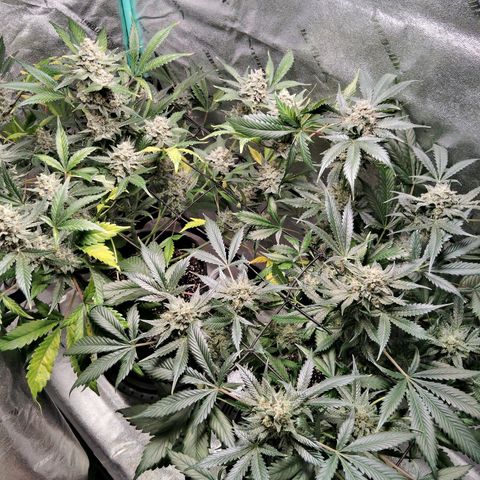 LSD Autoflower growlog photo: Week 12 last fertilizer to begin flushing 