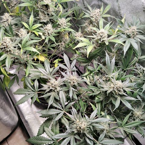 LSD Autoflower growlog photo: Start flushing the plants 