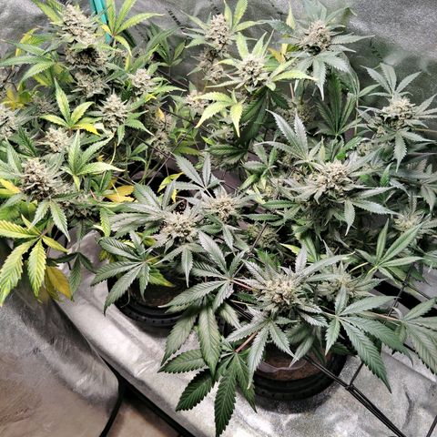 LSD Autoflower growlog photo: Begin flushing the 19 and the chop day is the 25