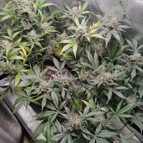 LSD Autoflower growlog photo: Last day of flushing and the 25 Sunday I will cut it to cure