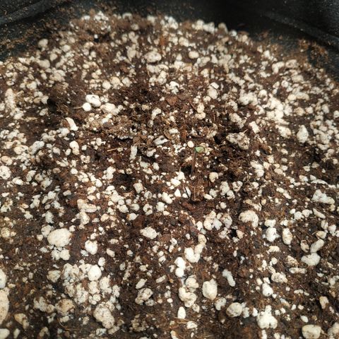 24k gold growlog timeline photo