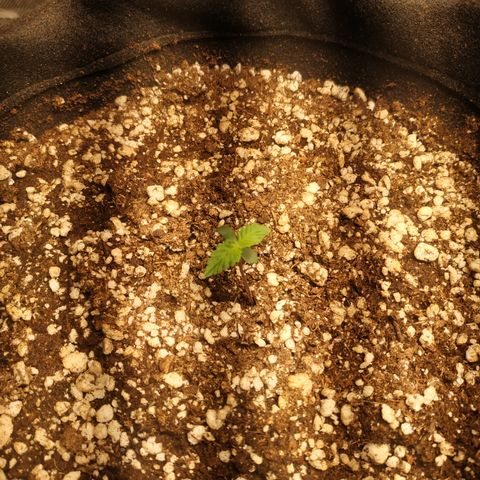 24k gold growlog timeline photo