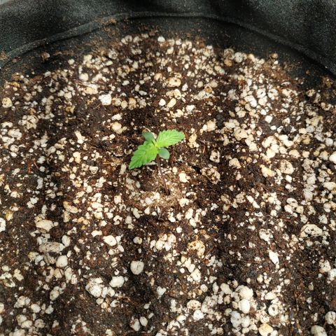 24k gold growlog timeline photo