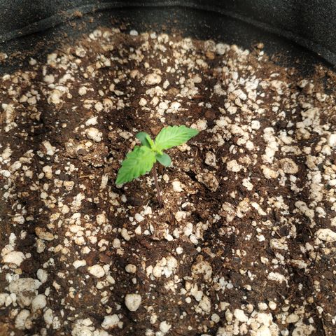 24k gold growlog timeline photo
