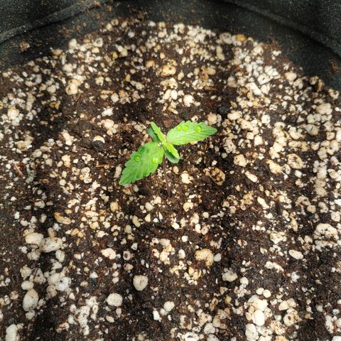 24k gold growlog timeline photo