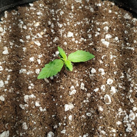 24k gold growlog timeline photo