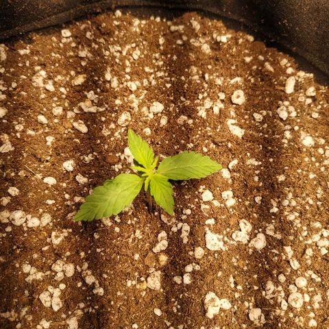 24k gold growlog timeline photo