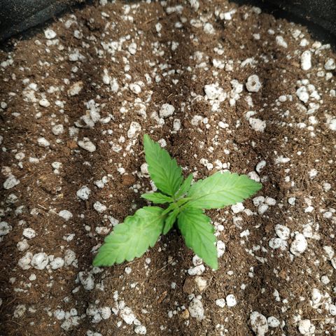 24k gold growlog timeline photo