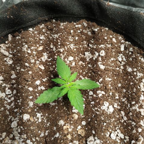 24k gold growlog timeline photo