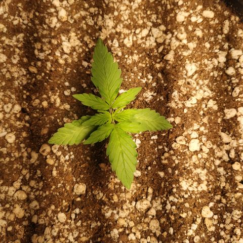 24k gold growlog timeline photo