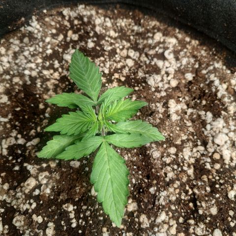 24k gold growlog timeline photo