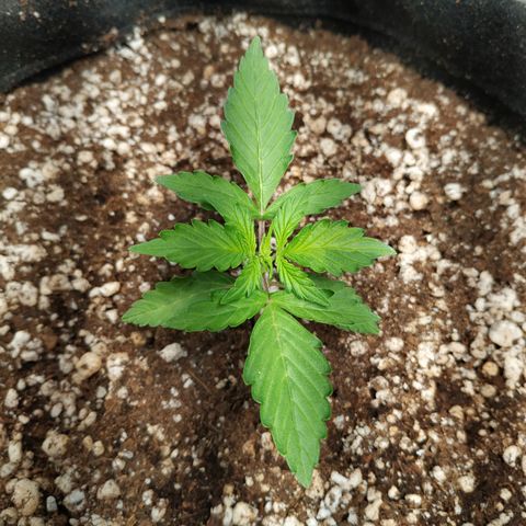 24k gold growlog timeline photo