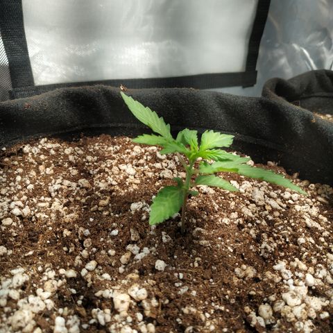 24k gold growlog timeline photo
