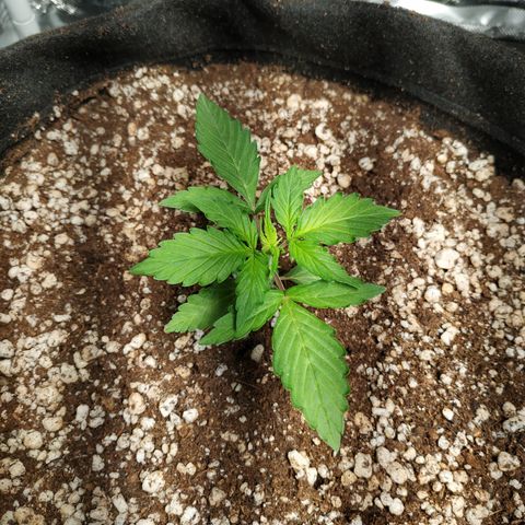 24k gold growlog timeline photo