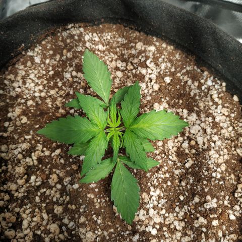 24k gold growlog timeline photo