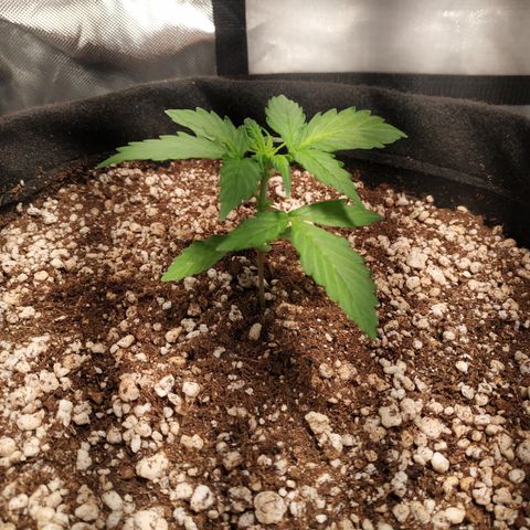 24k gold growlog timeline photo