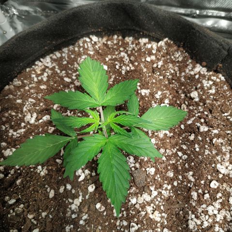 24k gold growlog timeline photo