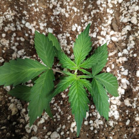 24k gold growlog timeline photo
