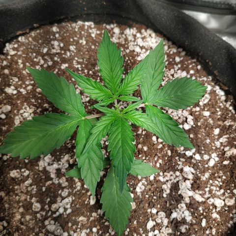 24k gold growlog timeline photo