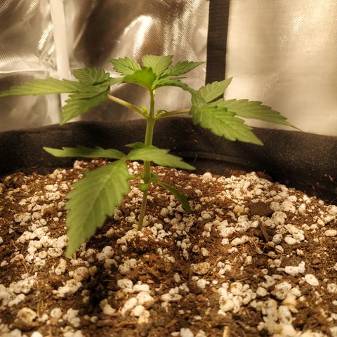 24k gold growlog timeline photo