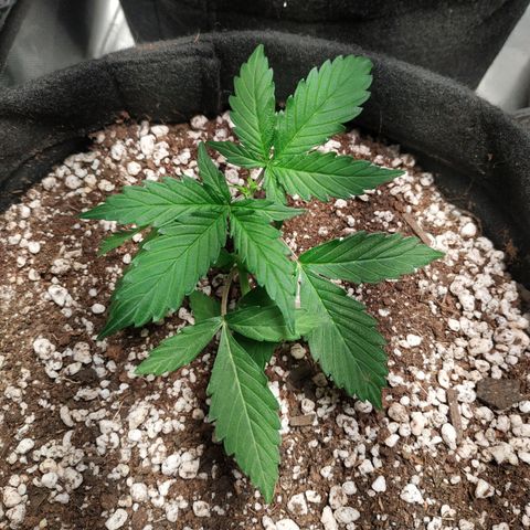 24k gold growlog timeline photo
