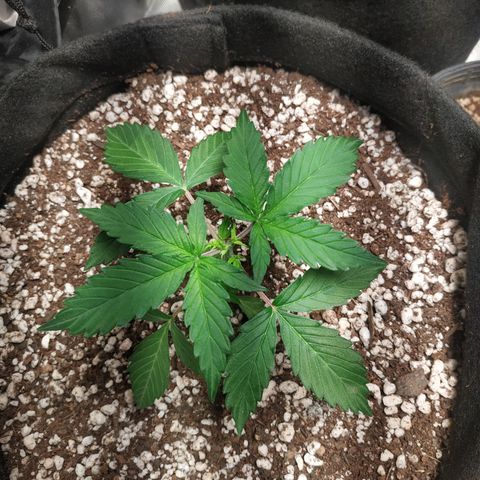 24k gold growlog timeline photo