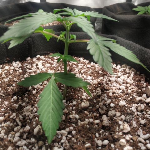 24k gold growlog timeline photo