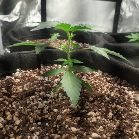 24k gold growlog timeline photo