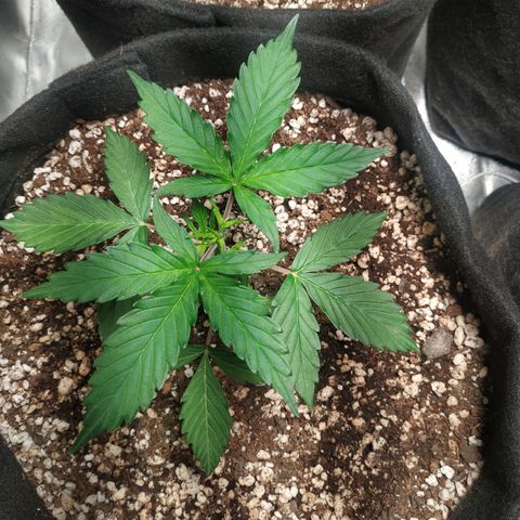 24k gold growlog timeline photo