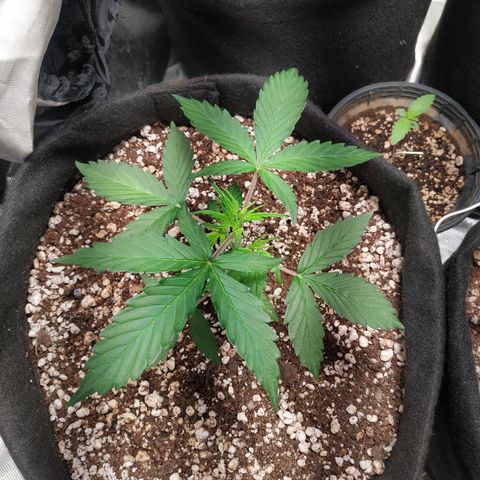 24k gold growlog timeline photo