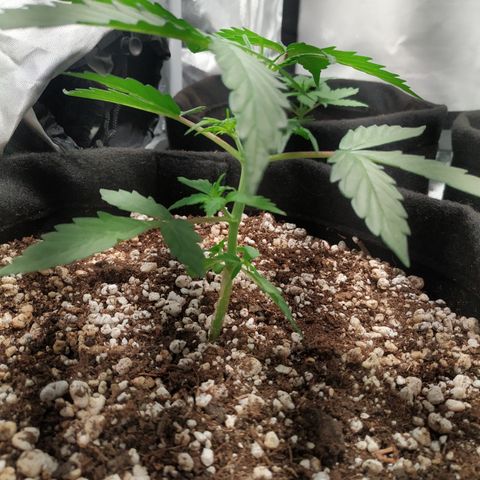 24k gold growlog timeline photo
