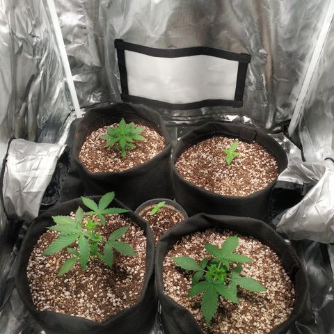 24k gold growlog timeline photo