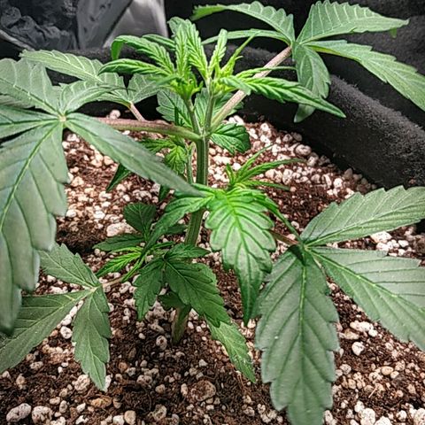 24k gold growlog timeline photo