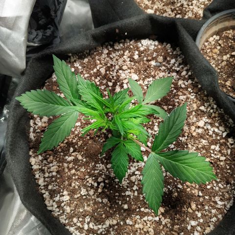 24k gold growlog timeline photo