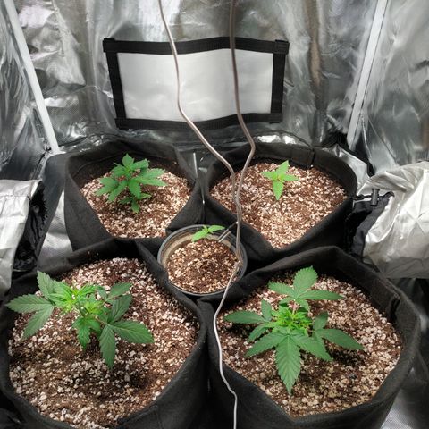 24k gold growlog timeline photo