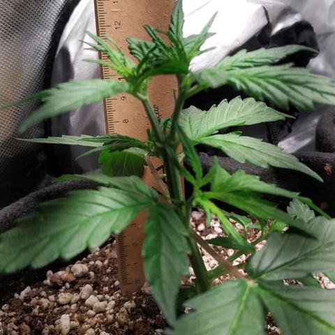 24k gold growlog timeline photo